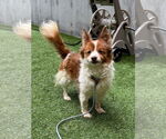 Small #18 Chi-Corgi