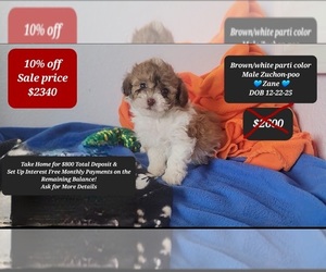 Zuchon Puppy for sale in TUCSON, AZ, USA