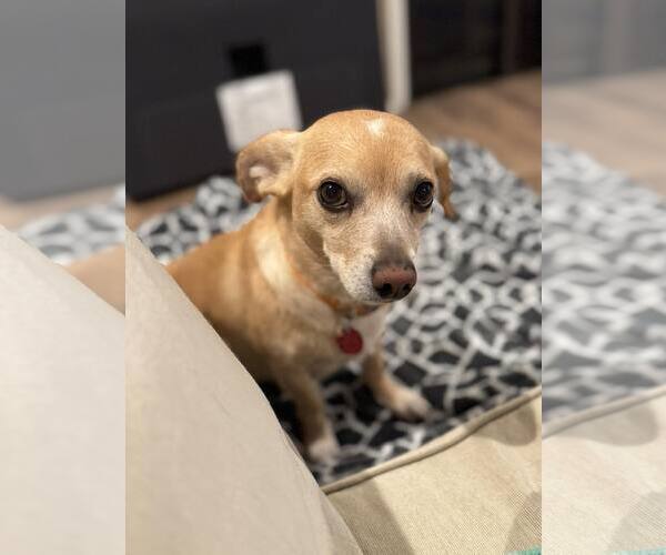 Medium Photo #8 Chihuahua Puppy For Sale in Tempe , AZ, USA