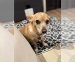 Small #7 Chihuahua