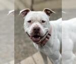 Small American Pit Bull Terrier Mix