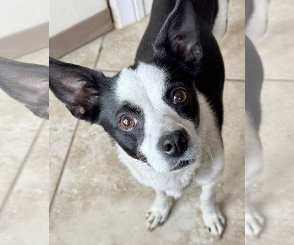 Medium Photo #18 Rat Terrier-Unknown Mix Puppy For Sale in Corona, CA, USA