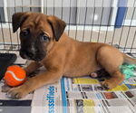 Small Mastiff Mix