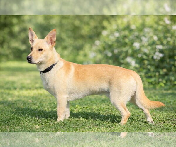 Medium Photo #1 Labrador Retriever-Unknown Mix Puppy For Sale in Orlando, FL, USA