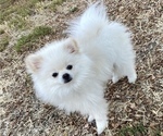 Small #2 Pomeranian