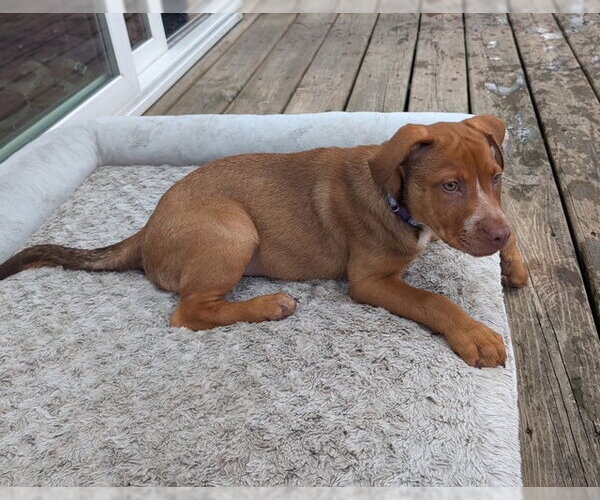 Medium Photo #4 Labrador Retriever-Unknown Mix Puppy For Sale in Genesee, WI, USA
