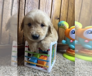 Golden Retriever Puppy for sale in NEOLA, WV, USA