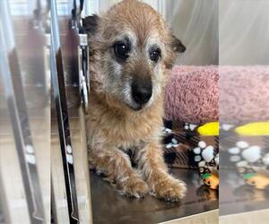 Border Terrier Dogs for adoption in Derwood, MD, USA