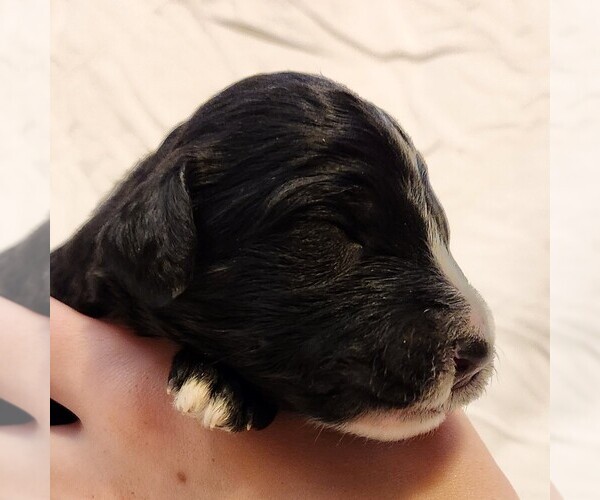 Medium Photo #2 F2 Aussiedoodle Puppy For Sale in COLUMBIA, TN, USA