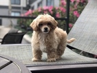 Small Photo #4 Havanese-Poodle (Toy) Mix Puppy For Sale in HOUSTON, TX, USA
