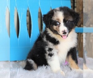 Miniature Australian Shepherd Puppy for sale in FREDERICKSBG, OH, USA