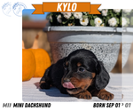Small #13 Dachshund