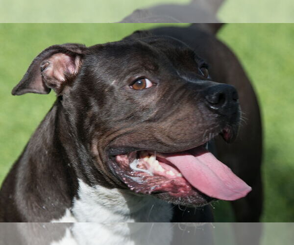 Medium Photo #11 American Pit Bull Terrier-Unknown Mix Puppy For Sale in Pompano Beach , FL, USA
