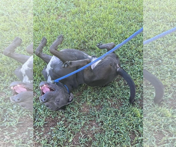 Medium Photo #15 American Staffordshire Terrier-Unknown Mix Puppy For Sale in Calhoun, GA, USA
