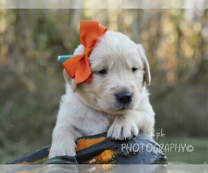 Golden Retriever Puppy for sale in LIBERTY, KY, USA