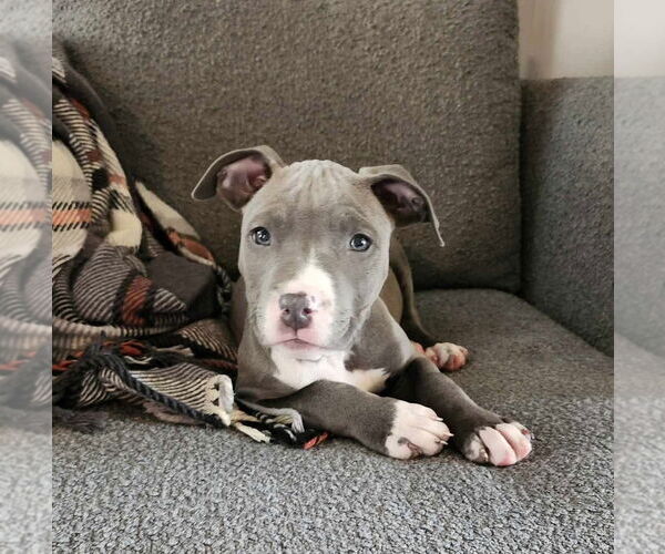 Medium Photo #2 Mutt Puppy For Sale in pomfret, CT, USA