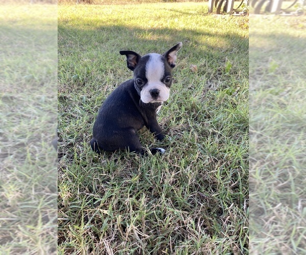 Medium Photo #3 Boston Terrier Puppy For Sale in FREDONIA, KS, USA
