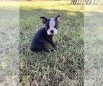 Small #2 Boston Terrier