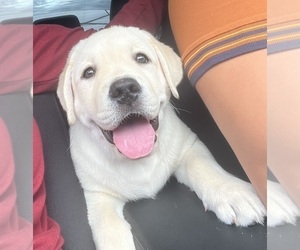 Labrador Retriever Puppy for sale in LOXAHATCHEE, FL, USA
