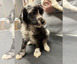 Small #10 Aussiedoodle