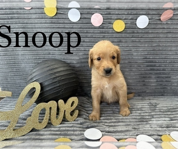 Medium Photo #8 Goldendoodle Puppy For Sale in BLUFFTON, IN, USA