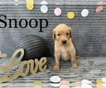 Small Photo #8 Goldendoodle Puppy For Sale in BLUFFTON, IN, USA