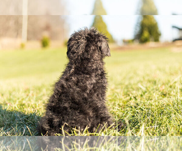 Medium Photo #6 Schnoodle (Miniature) Puppy For Sale in WARSAW, IN, USA