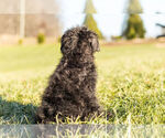 Small Photo #6 Schnoodle (Miniature) Puppy For Sale in WARSAW, IN, USA