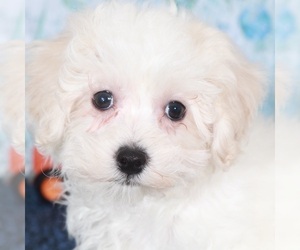 Maltipoo Puppy for sale in MOUNT VERNON, OH, USA