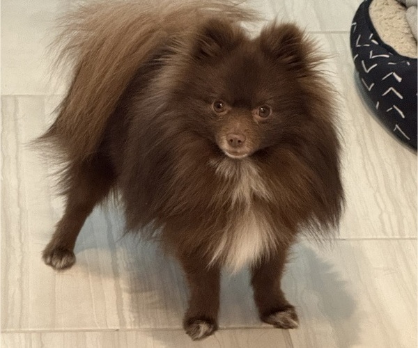 Medium Photo #1 Pomeranian Puppy For Sale in ALBUQUERQUE, NM, USA