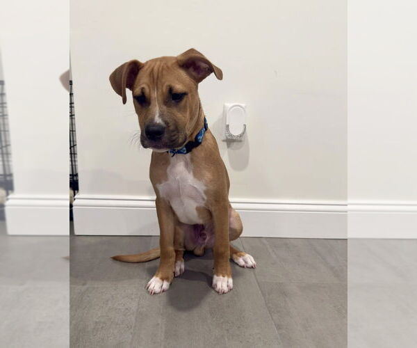 Medium Photo #2 American Staffordshire Terrier-Labrador Retriever Mix Puppy For Sale in Brewster, NY, USA