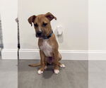 Small #1 American Staffordshire Terrier-Labrador Retriever Mix