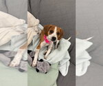 Josie - Female Beagle-Unknown Mix Dog for Adoption - Small photo