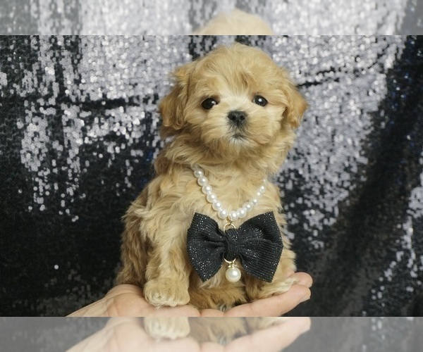 Medium Photo #10 Maltipoo Puppy For Sale in WARSAW, IN, USA
