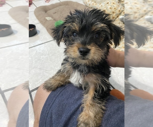 Medium Photo #3 Yorkshire Terrier Puppy For Sale in FONTANA, CA, USA