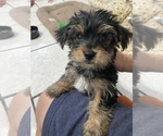 Small Photo #3 Yorkshire Terrier Puppy For Sale in FONTANA, CA, USA