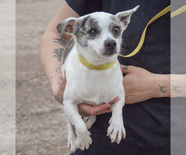 Medium Photo #4 Italian Greyhuahua Puppy For Sale in Huntley, IL, USA