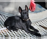 Image preview for Ad Listing. Nickname: Tan Boy