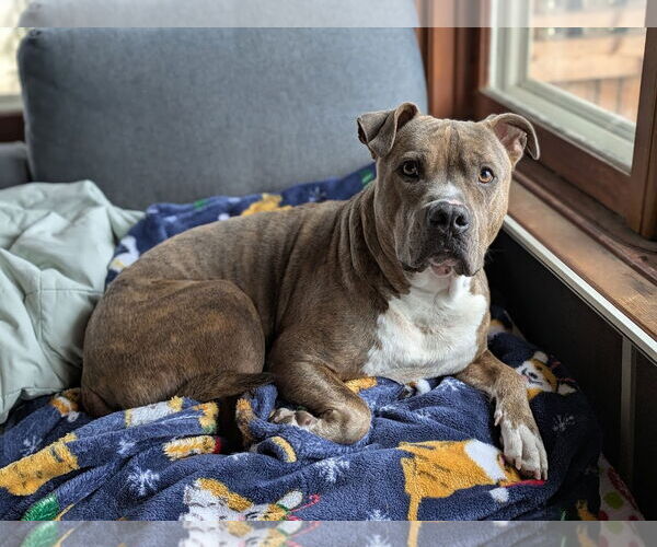 Medium Photo #11 Bullypit Puppy For Sale in Princeton, MN, USA