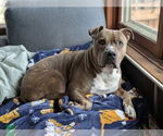 Small #10 Bullypit