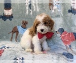 Tater - Male Poodle (Miniature) Puppy for Sale - Photo #9