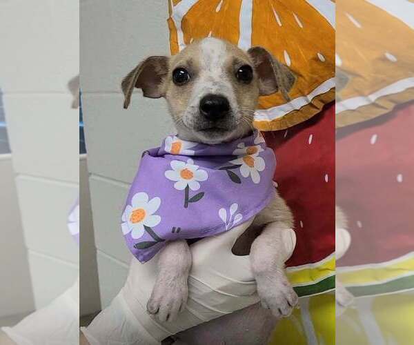 Medium Photo #3 Jack Russell Terrier-Unknown Mix Puppy For Sale in New York, NY, USA