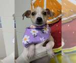 Small #2 Jack Russell Terrier Mix