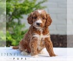 Small #2 Goldendoodle (Miniature)