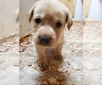 Small Photo #10 Labrador Retriever Puppy For Sale in DUNN, NC, USA