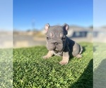 Small #13 French Bulldog