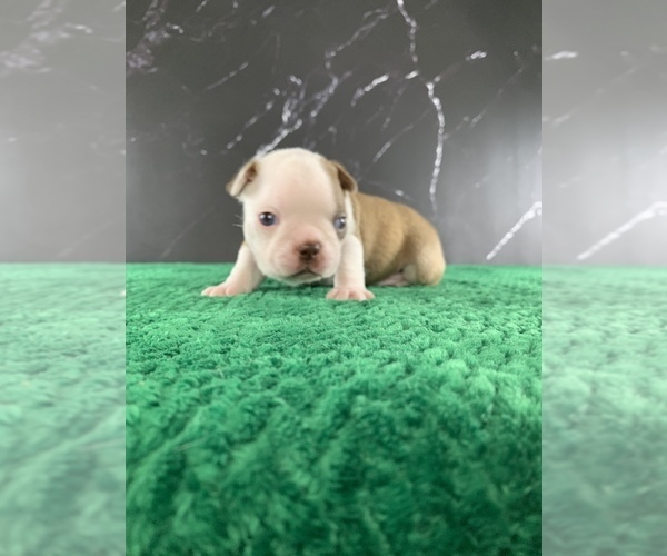 Medium Photo #17 Boston Terrier Puppy For Sale in TULARE, CA, USA
