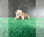 Small Photo #124 Boston Terrier Puppy For Sale in TULARE, CA, USA