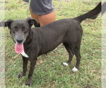 Small #6 Labrador Retriever Mix