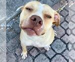 Small #3 American Staffordshire Terrier